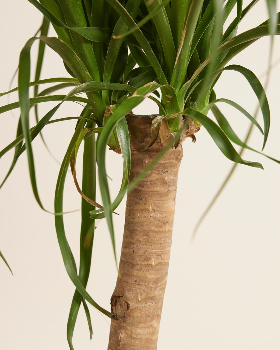 plnts-rareplnts-beaucarnea-recurvata-elefantenfu-160-cm image 4