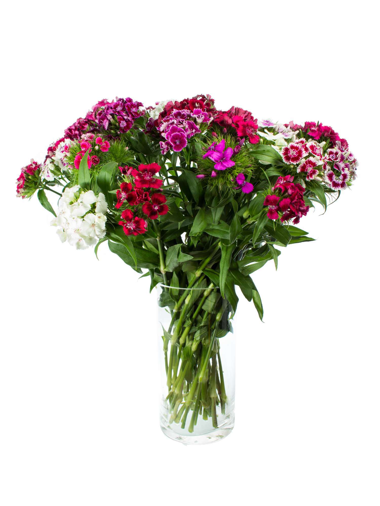 blumigo-bartnelken-bunte-mischung-stauden-f-r-garten-und-beet-mehrj-hrig-duftend image 2