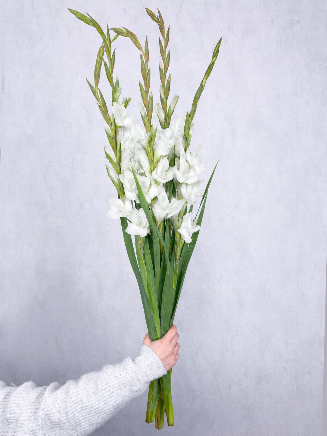 blumigo-gladiolen-essential-schnittblume-wei-stiel image 2