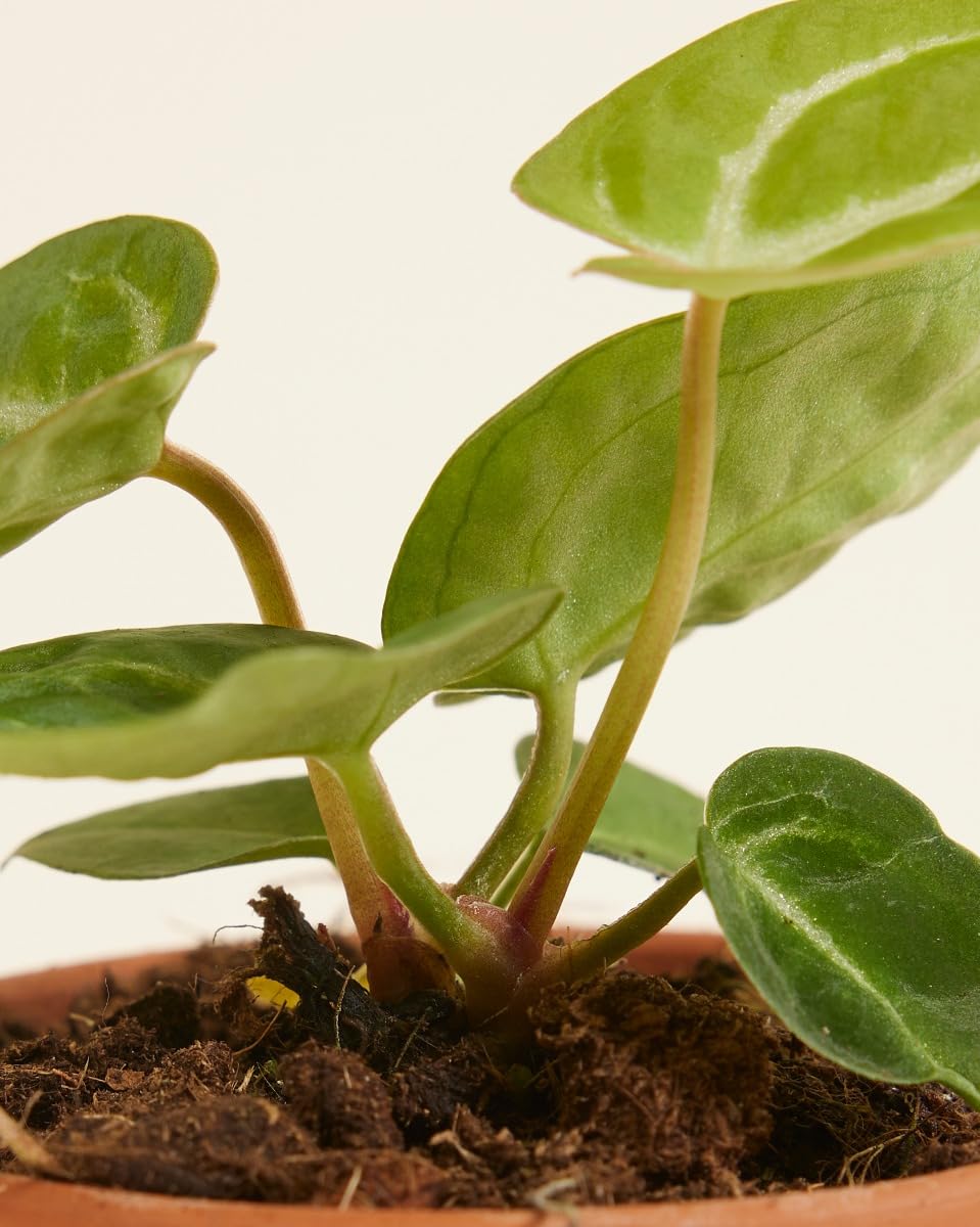 plnts-babyplnts-baby-anthurium-crystallinum-mini-pflanze-10-cm-bl-te image 4