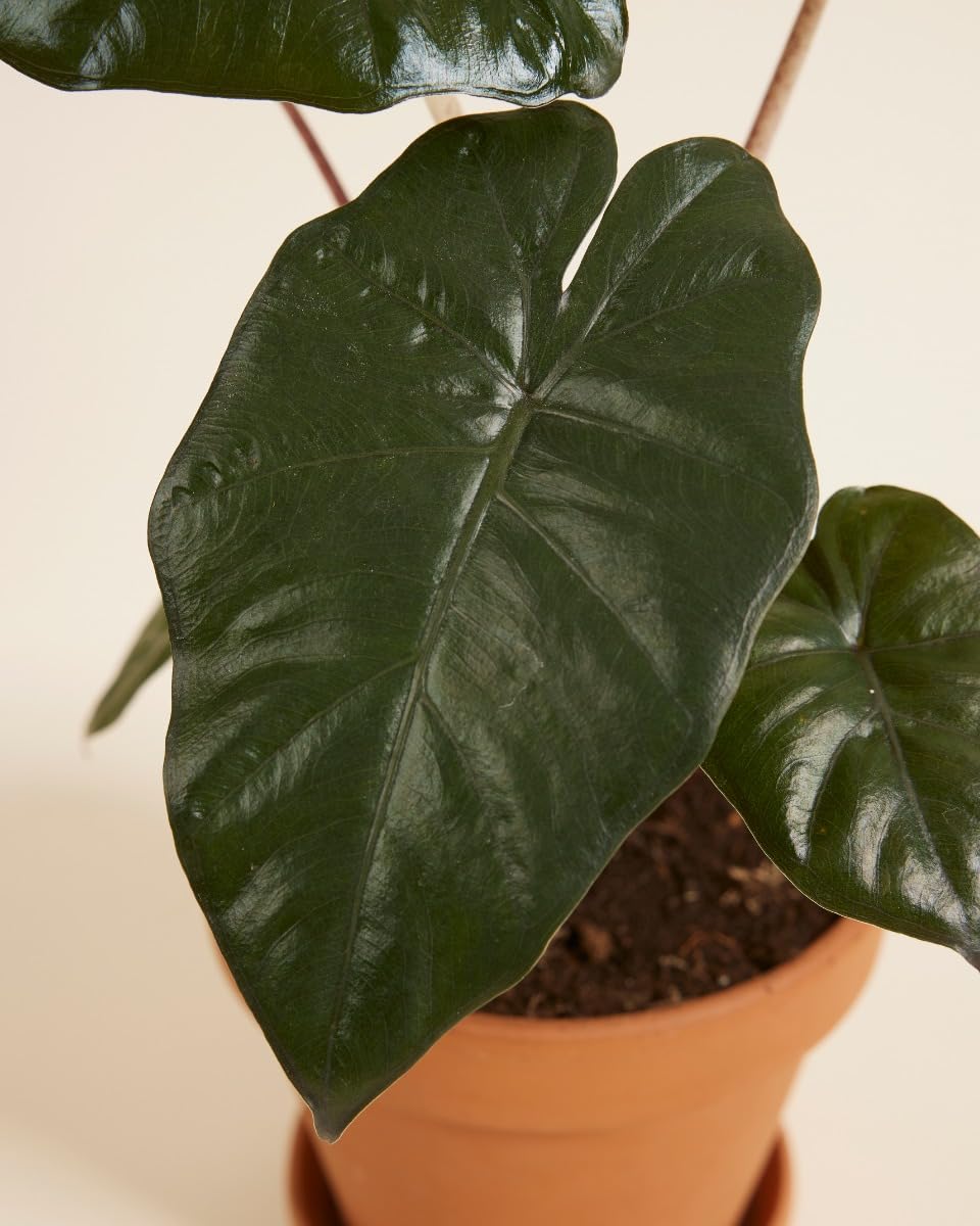plnts-rareplnts-alocasia-yucatan-princess-pfeilblatt-14cm image 3