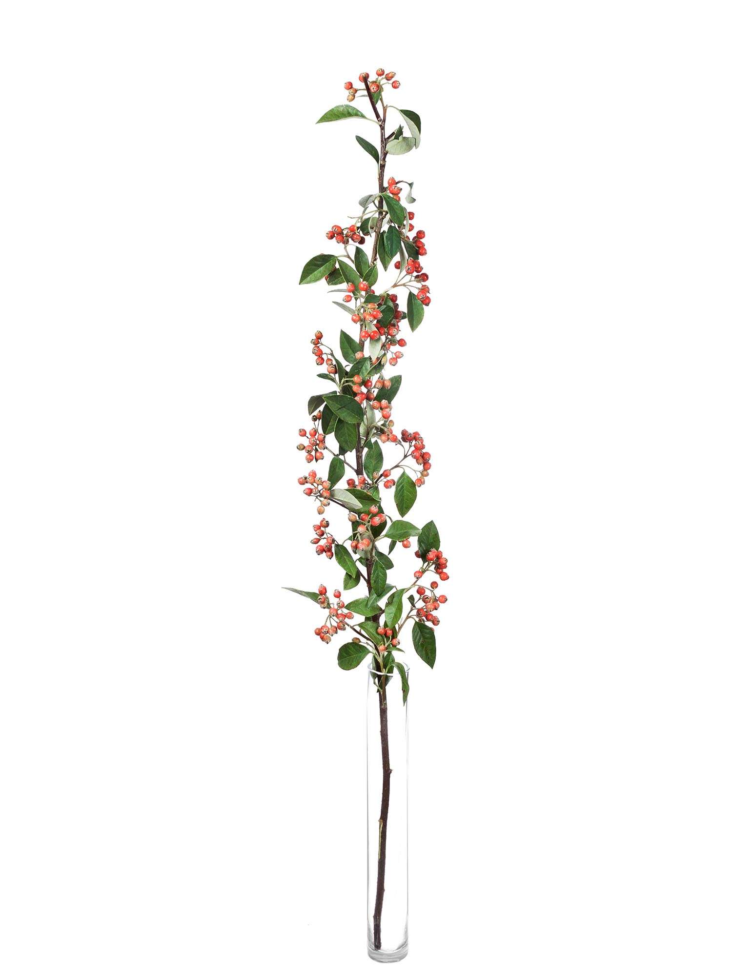 blumigo-blattwerk-cotoneaster-zwergmispel-bindegr-n-orange-mit-beeren image 3