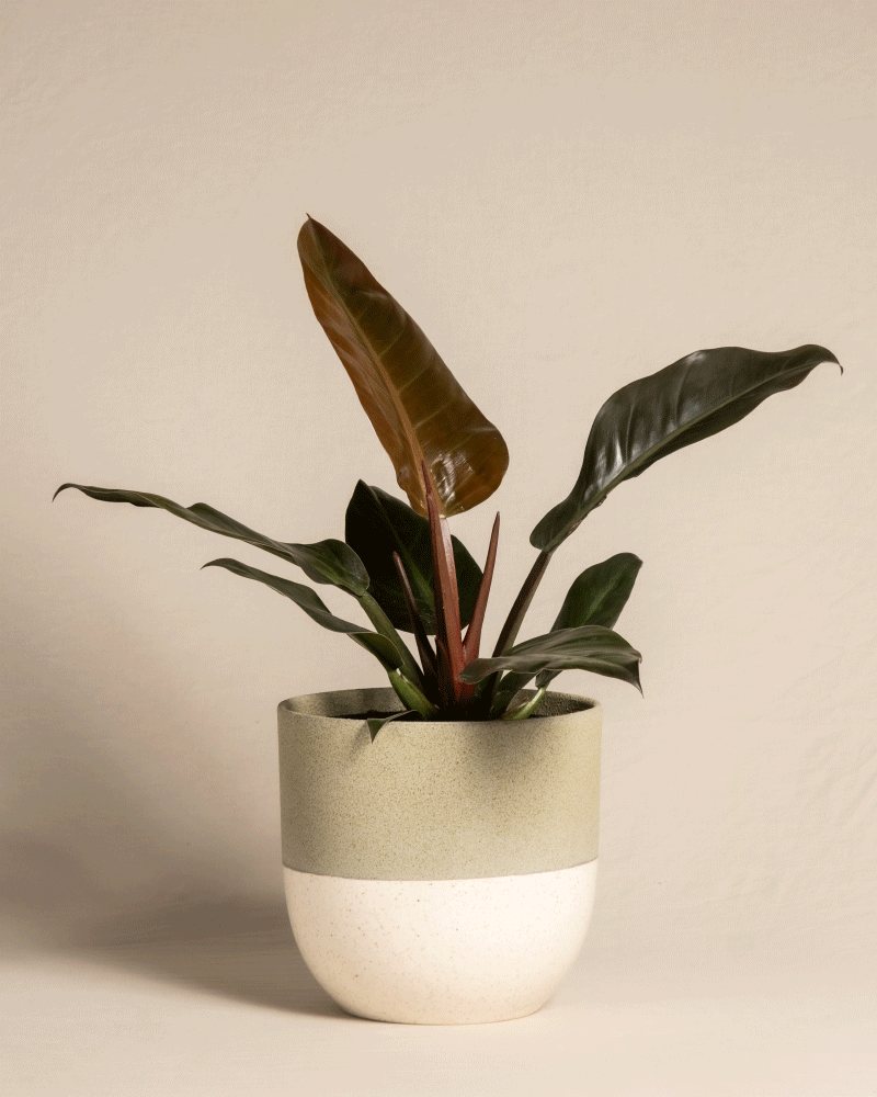 feey-variado-philodendron-imperial-red-zimmerpflanze image 4