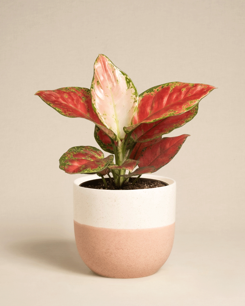 feey-variado-aglaonema-cayenne-red-ohne-bertopf-bunt image 8