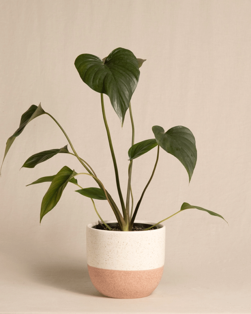 feey-variado-homalomena-rubescens-black-zimmerpflanze-dunkle-bl-tter image 5
