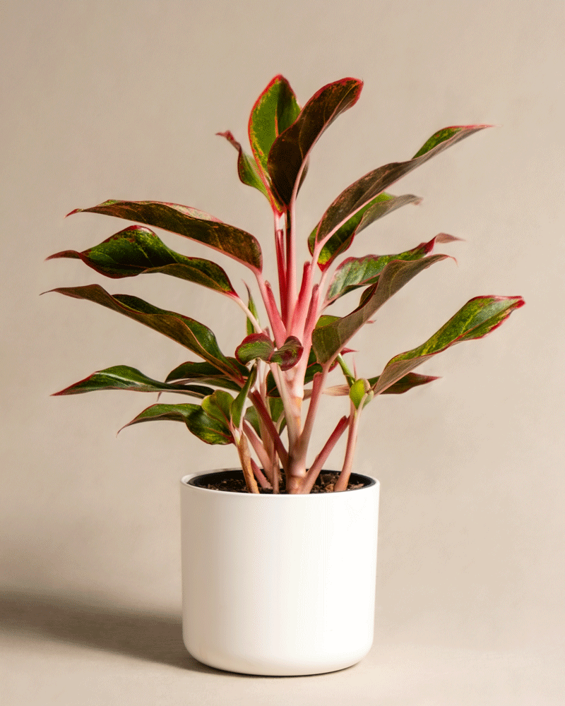 feey-variado-aglaonema-jungle-red-zimmerpflanze-ohne-bertopf image 8
