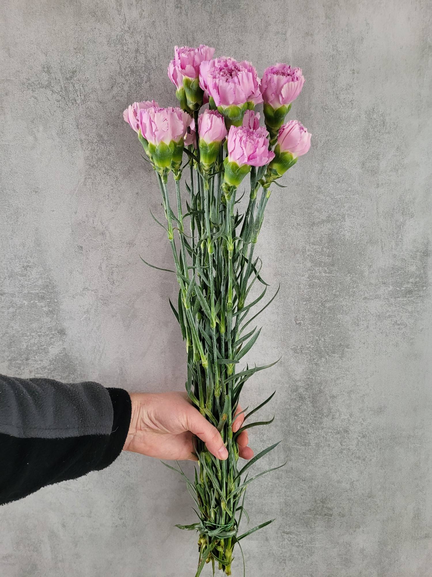 blumigo-edelnelken-yucari-pink-rosa-schnittblume image 2