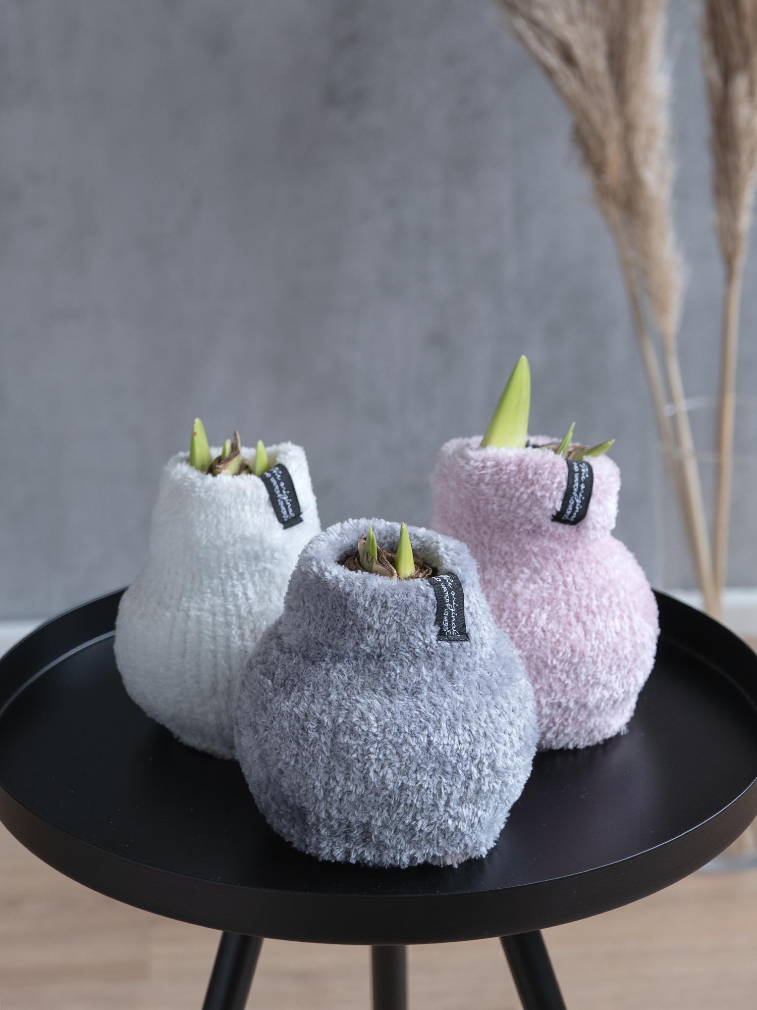 blumigo-amaryllis-knolle-im-fleece-verschiedene-farben-zwiebel image 2