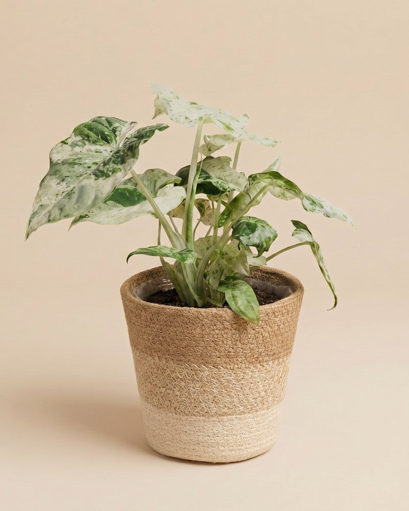 feey-alocasia-macrorrhiza-splash-elefantenohr image 8