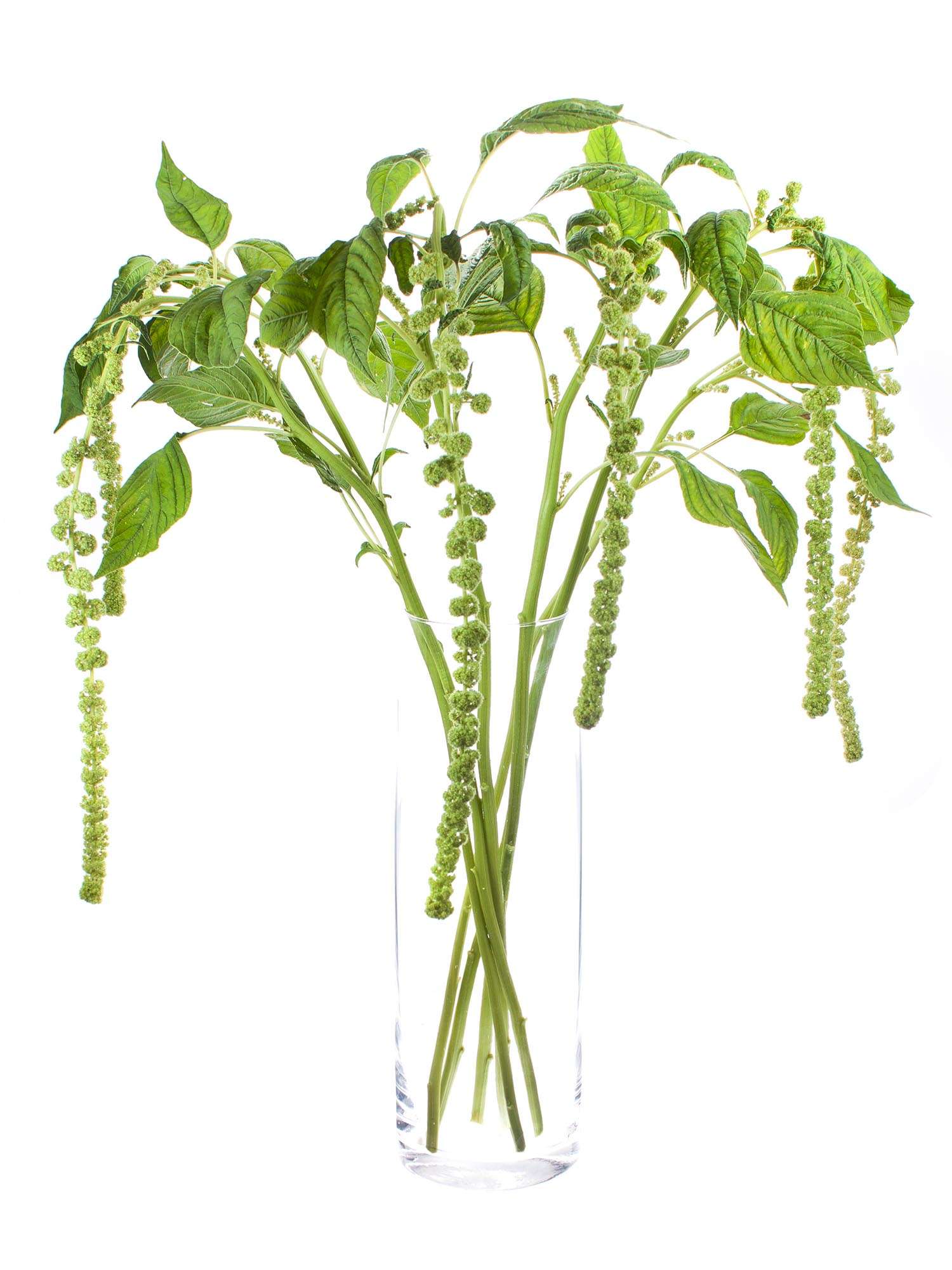 blumigo-blattwerk-und-bindegr-n-amaranthus-cyclop-gr-n-h-ngend image 6
