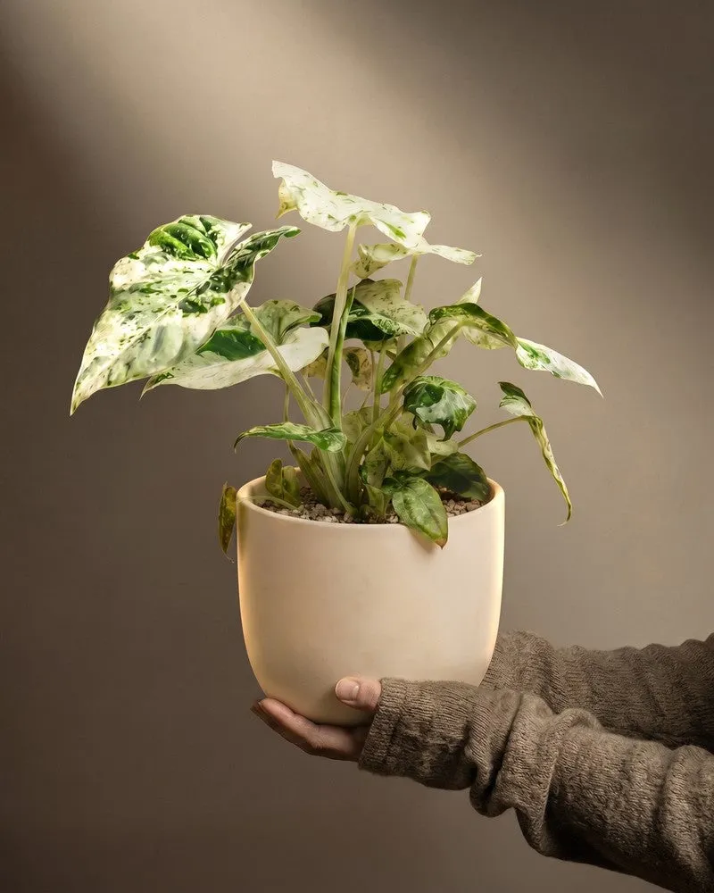 feey-alocasia-macrorrhiza-splash-elefantenohr image 1