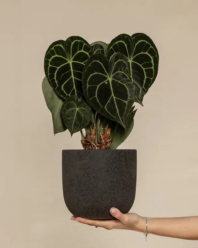 feey-variado-anthurium-clarinervium-zimmerpflanze-ohne-topf image 1