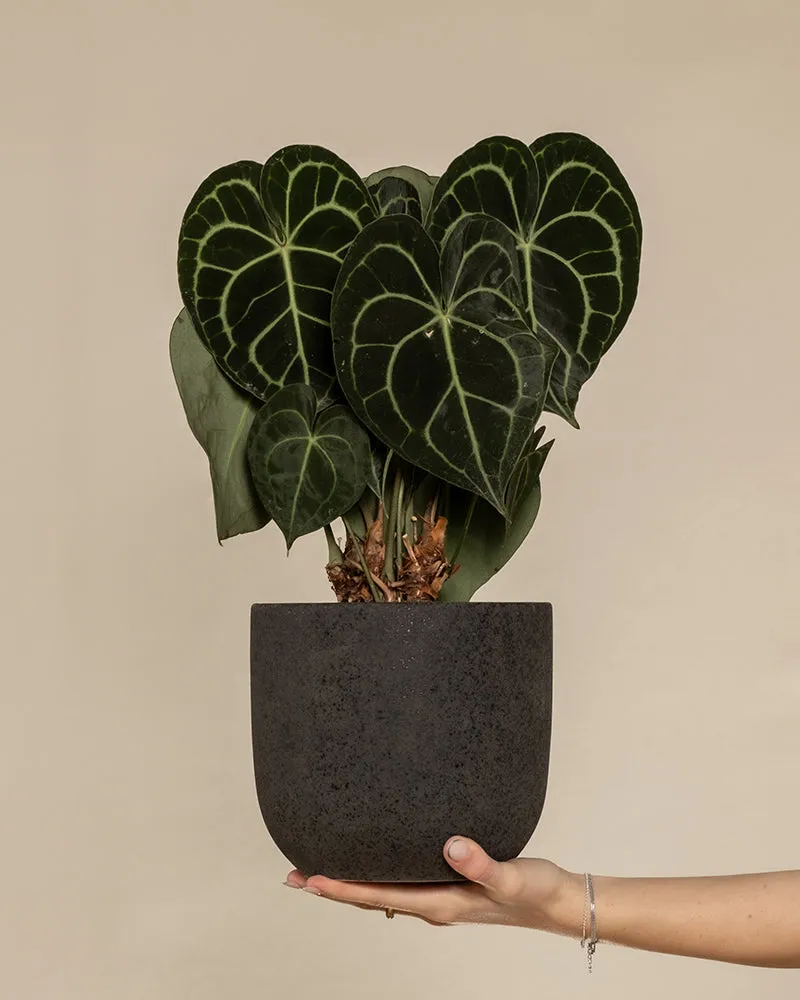 feey-variado-anthurium-clarinervium-zimmerpflanze-ohne-topf image 1