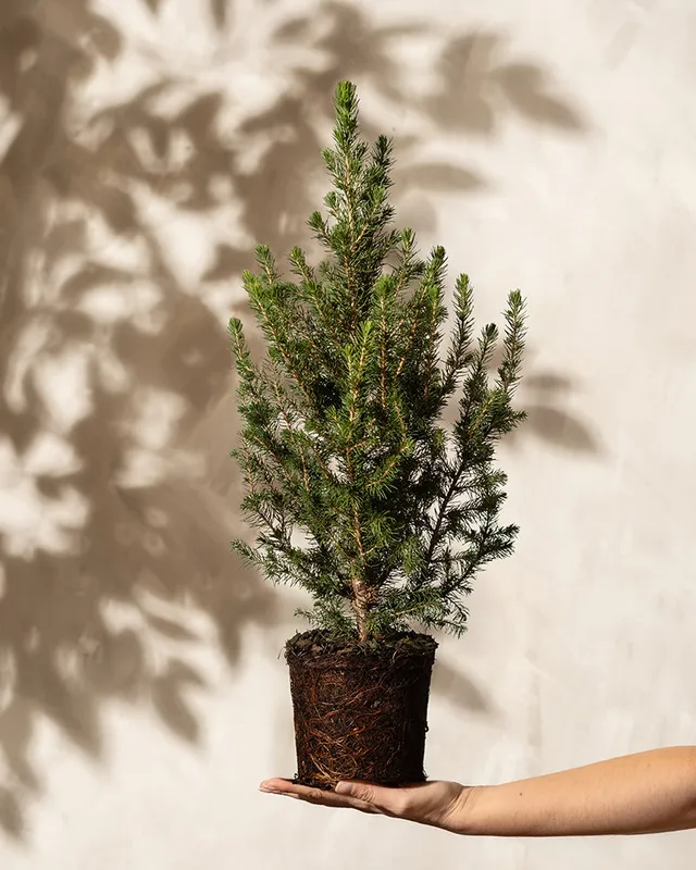 feey-amsterdam-tannenbaum-aussenpflanze-ohne-topf-winterhart image 1