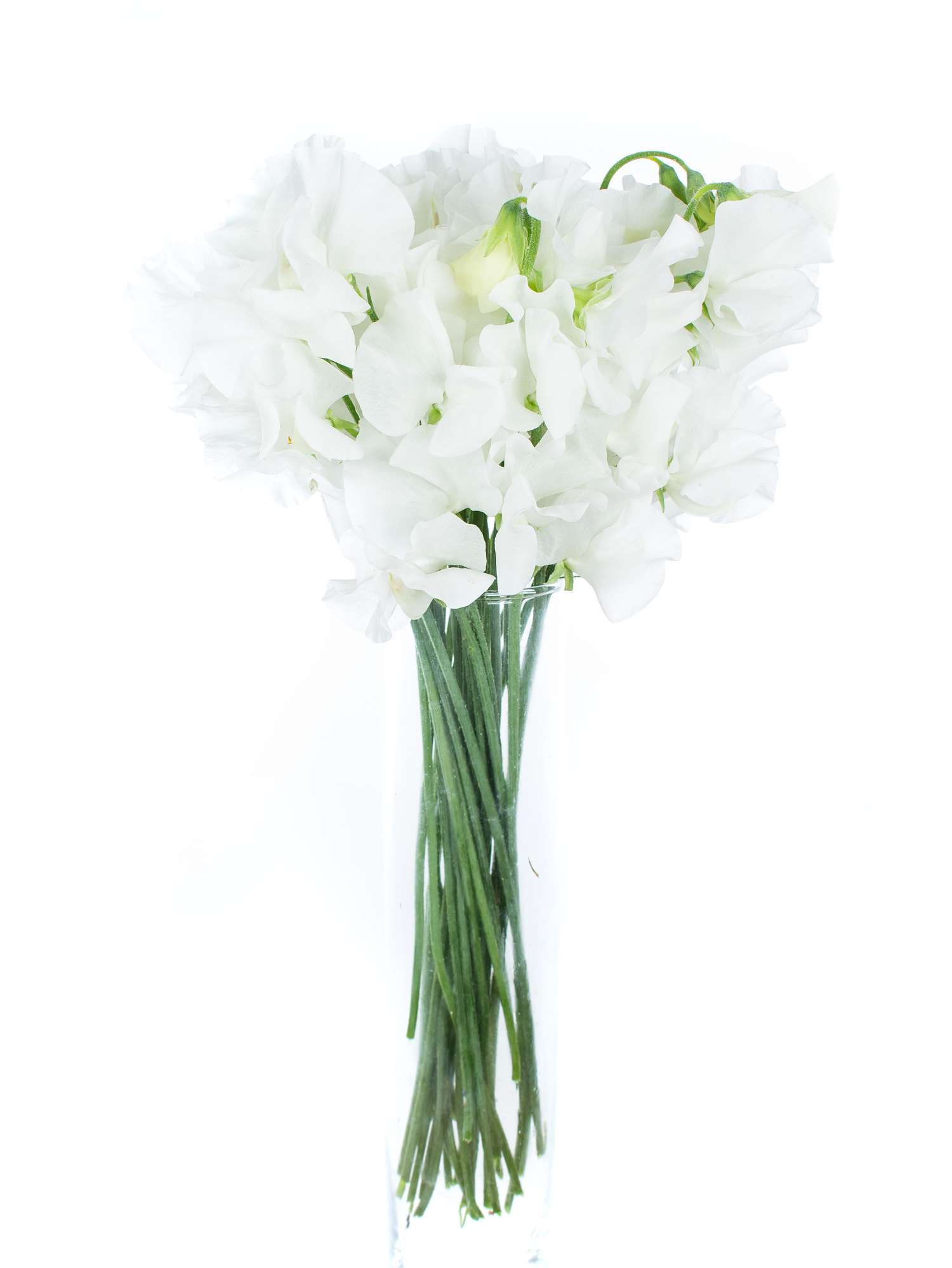 blumigo-wicken-sunshine-white-wei-e-schnittblume image 4