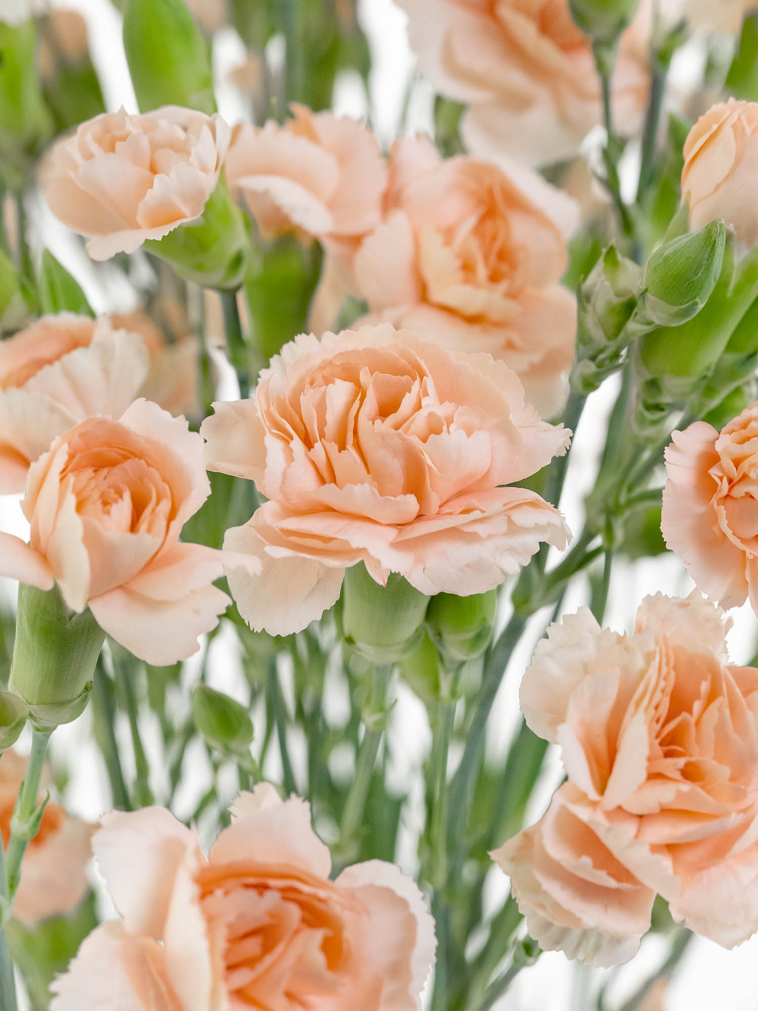 blumigo-nelken-amelie-orange-schnittblume-apricot-verzweigt image 1