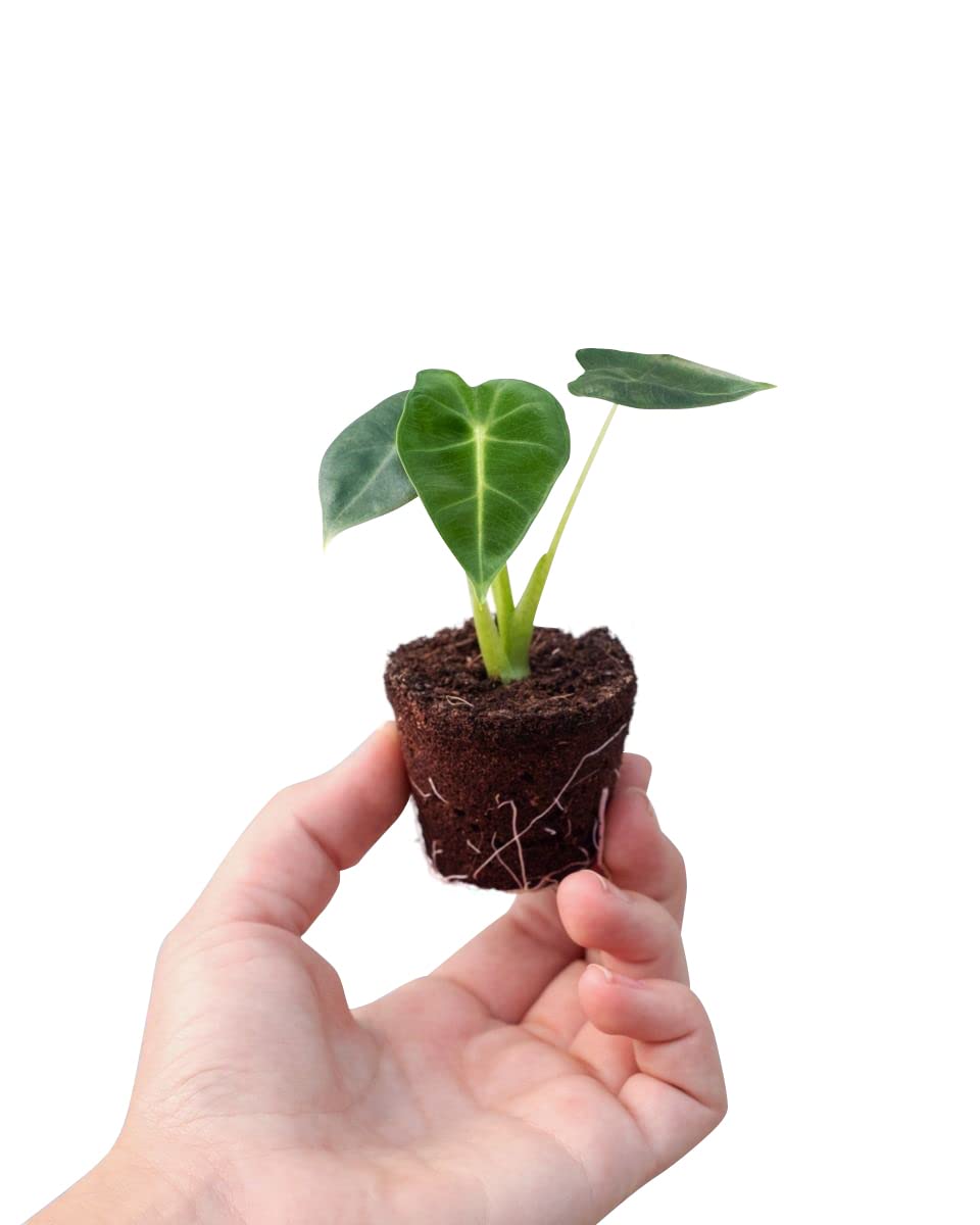 plnts-baby-alocasia-frydek-zimmerpflanze-steckling-15cm image 1