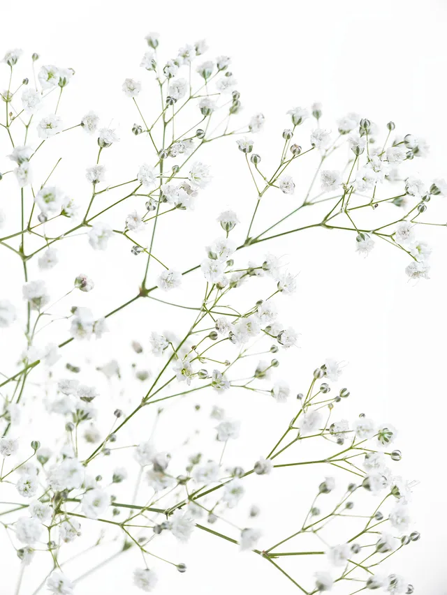 blumigo-schleierkraut-wei-schnittblume-f-r-vase-strau image 1