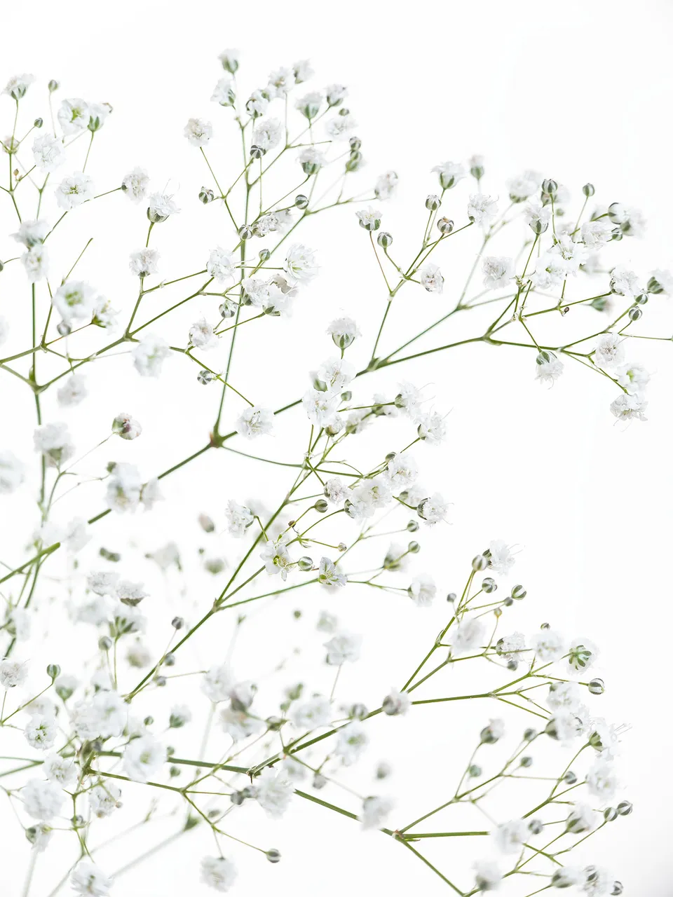 blumigo-schleierkraut-wei-schnittblume-f-r-vase-strau image 1