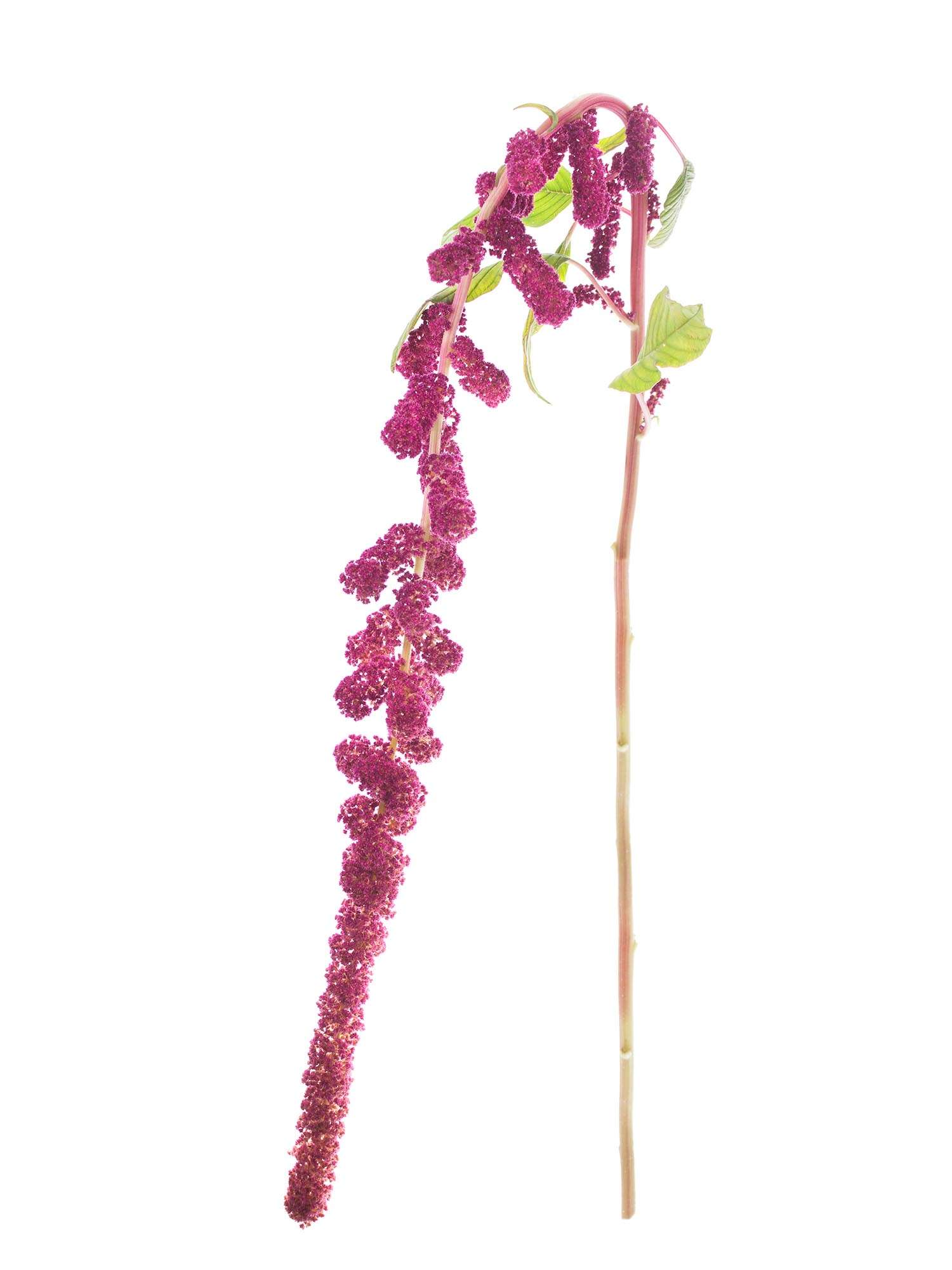 blumigo-rosen-amaranthus-rosemary-schnittblumen-beerenrot image 3