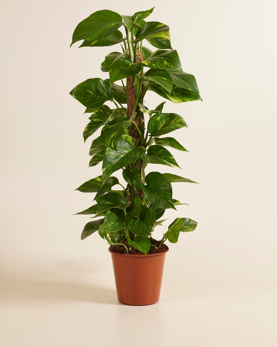 plnts-rareplnts-scindapsus-zimmerpflanze-19cm-topf-80cm-h-ngepflanze image 1