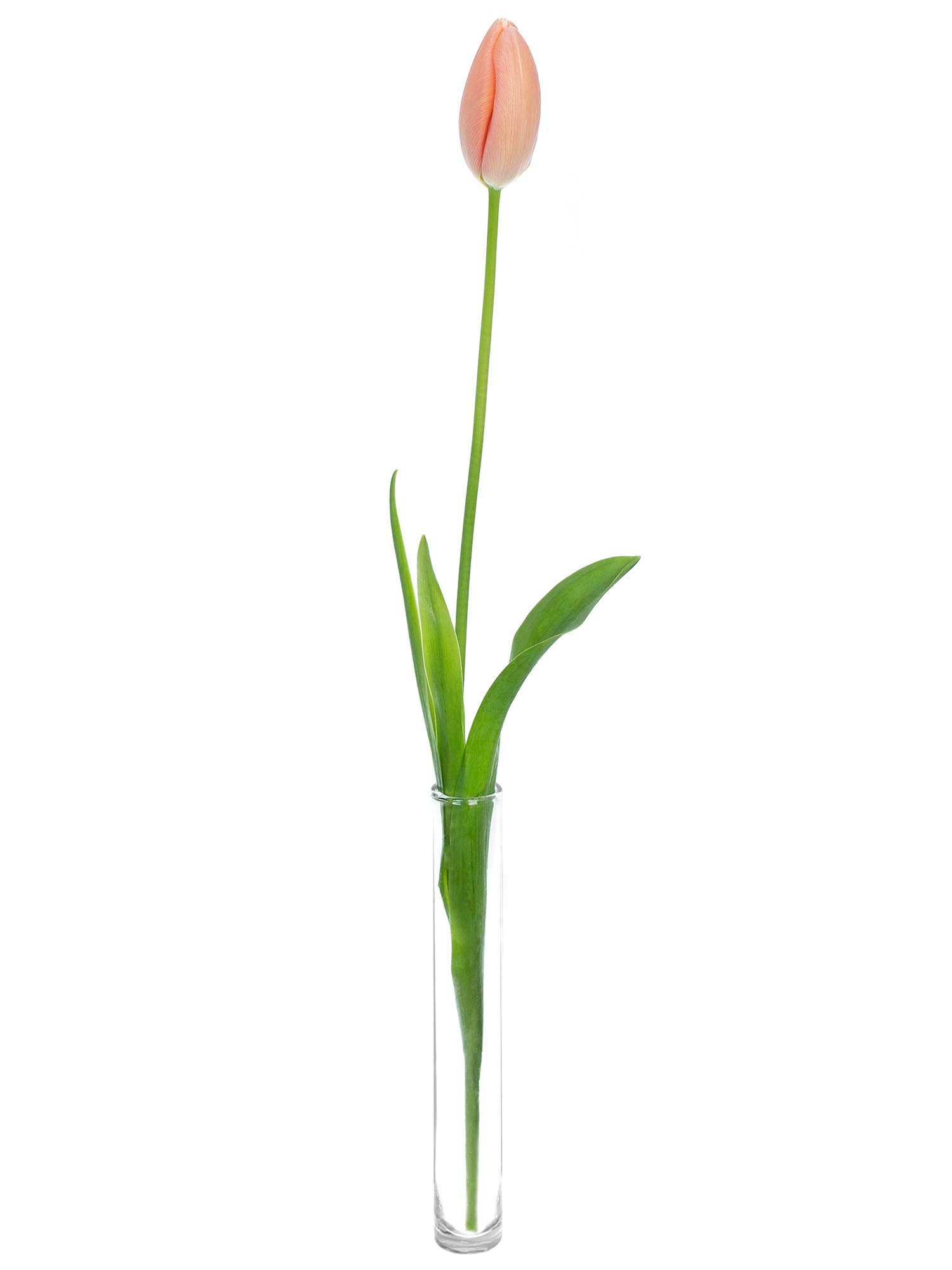 blumigo-menton-franz-sische-tulpen-apricot-rosa-frisch image 3