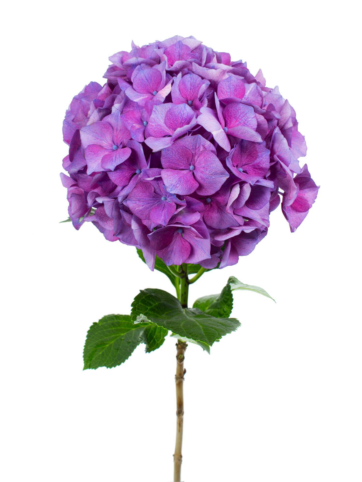 blumigo-hortensien-magical-esmee-paars-hortensie-lila-1-stiel image 2