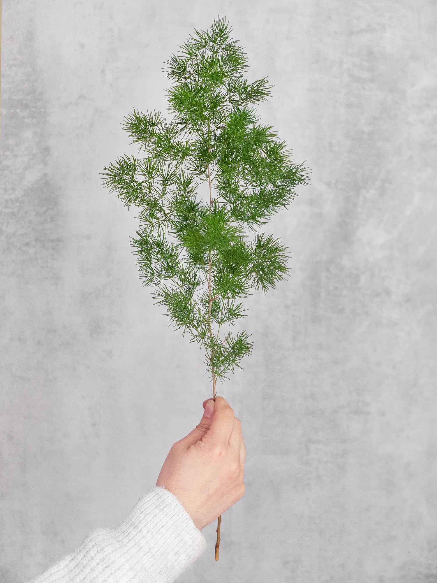 blumigo-asparagus-umbellatus-schnittgr-n-frisch-gr-n image 2