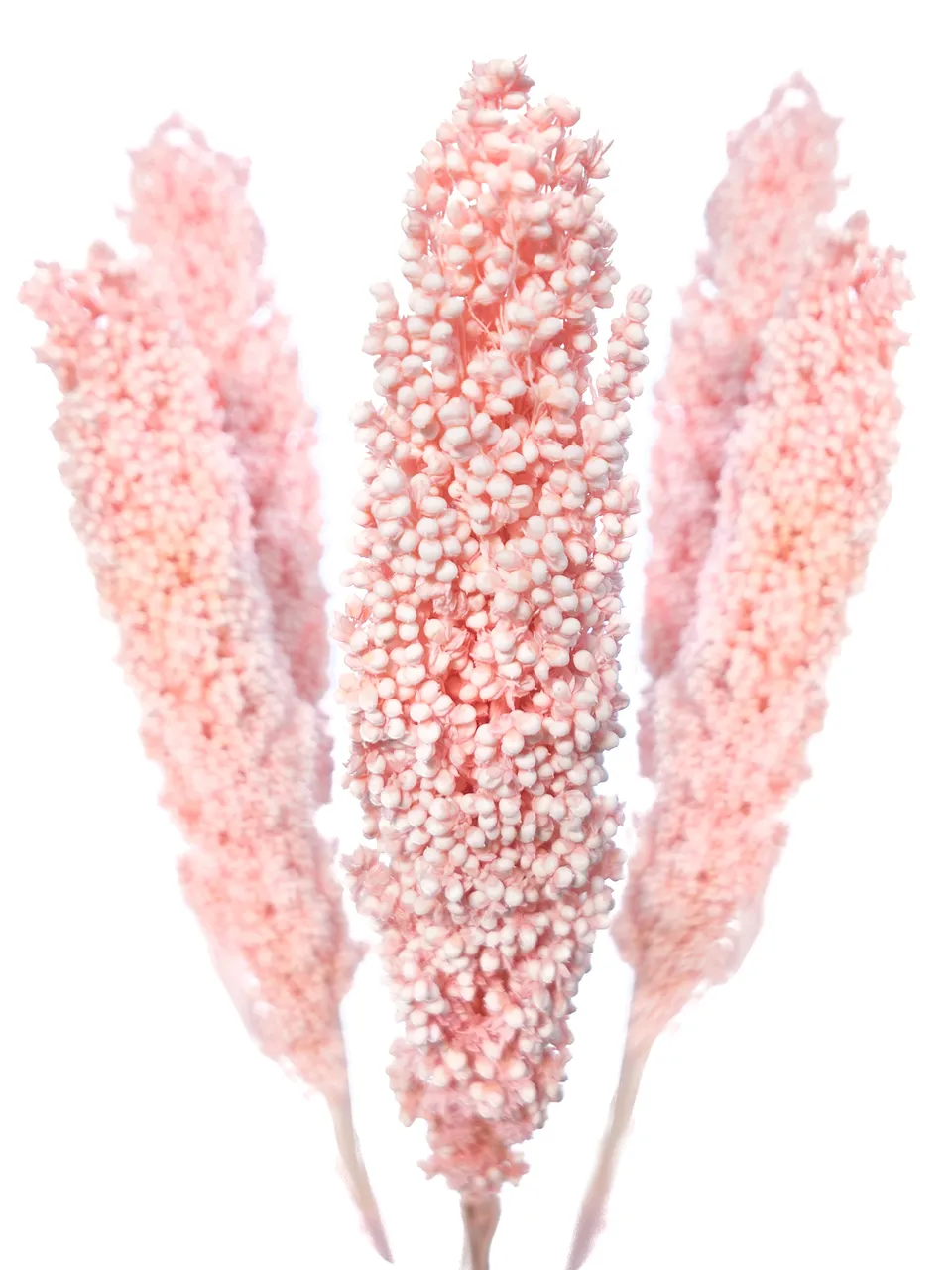 blumigo-trockenblumen-sorghumhirse-trockengras-rosa image 1