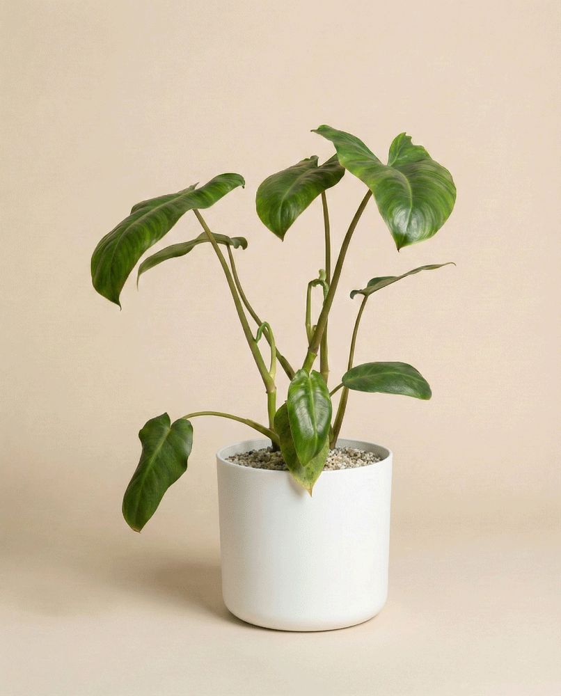 feey-variado-philodendron-paraiso-verde-zimmerpflanze image 7