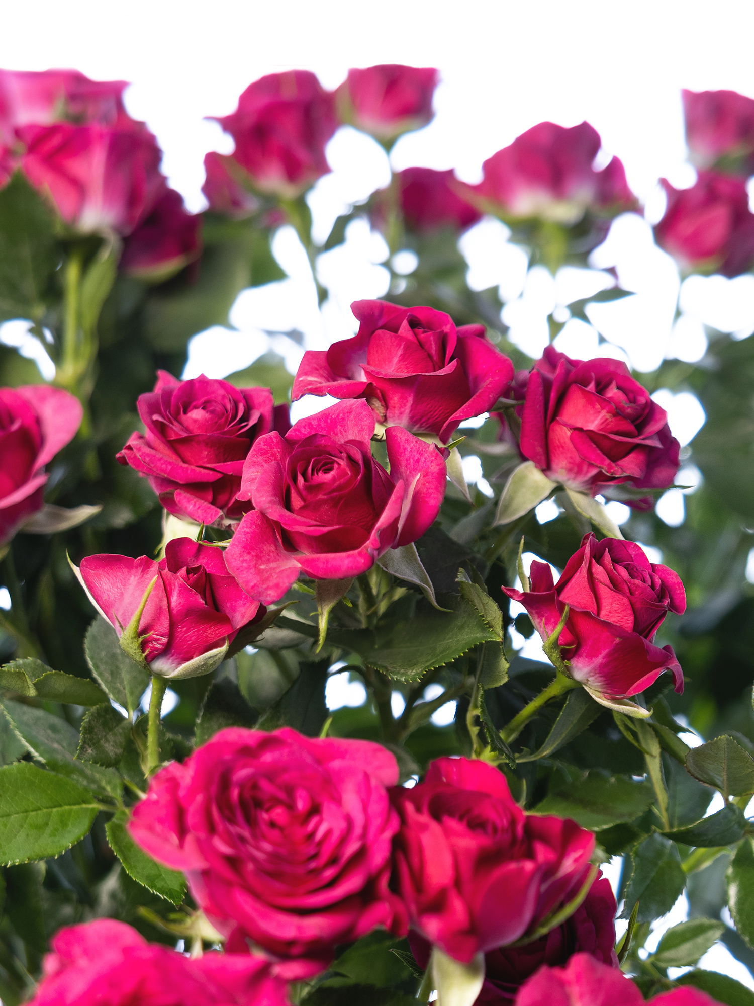 blumigo-rosen-cheyenne-schnittrosen-pink-verzweigt image 1