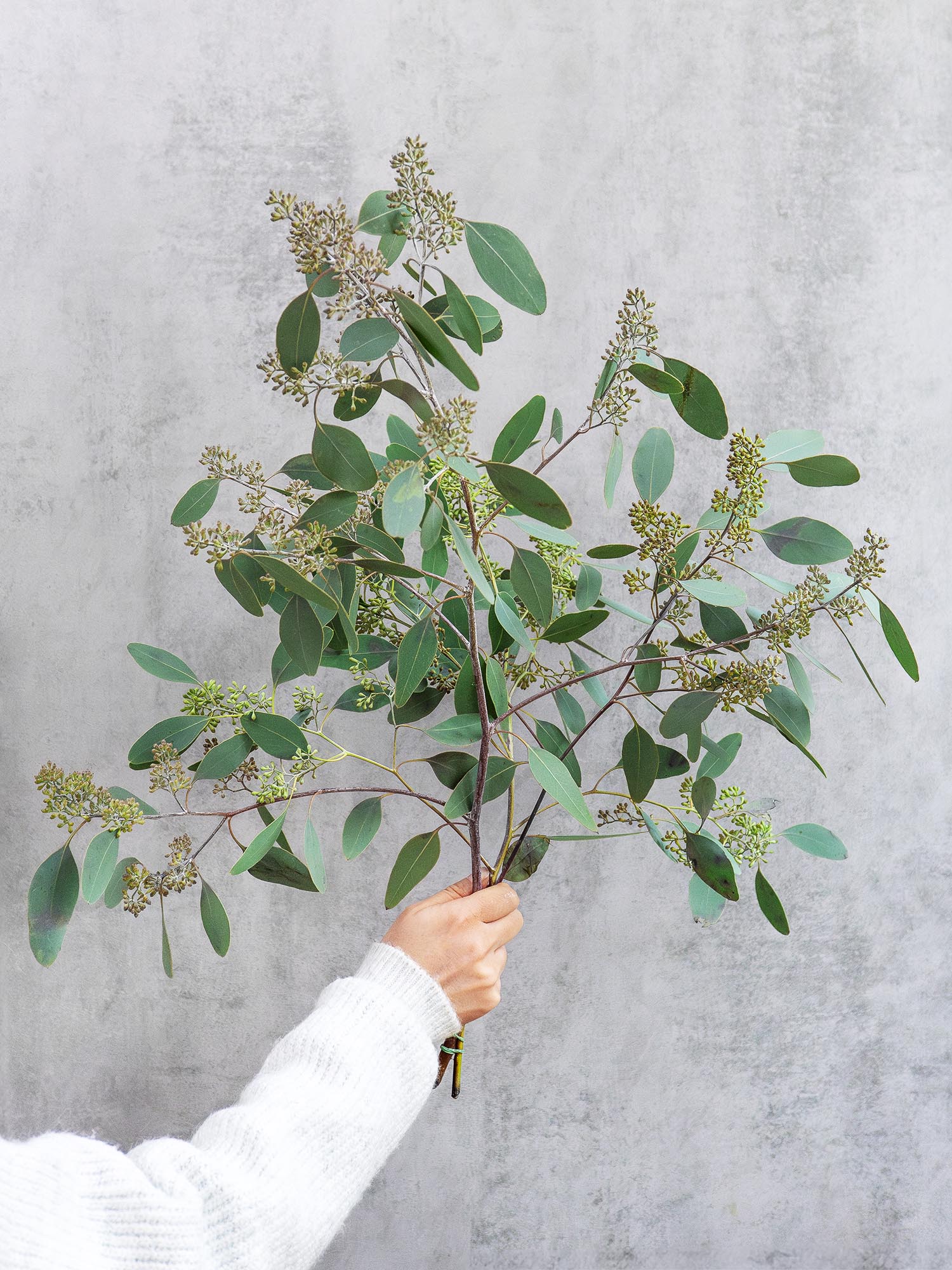 blumigo-eukalyptus-populus-schnittgr-n-mit-beeren-gr-n image 1