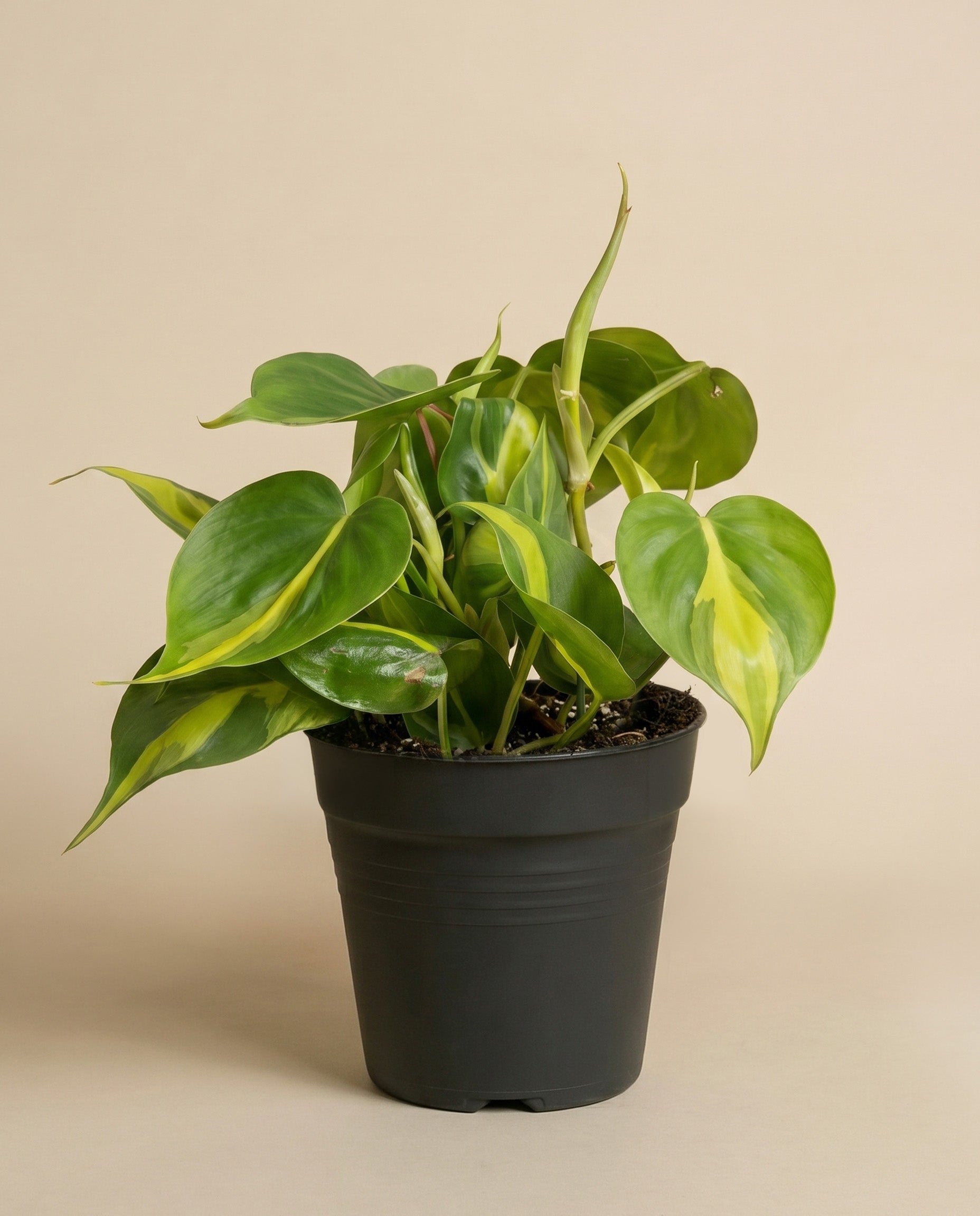feey-variado-philodendron-scandens-brasil-h-ngepflanze-pflegeleicht image 3
