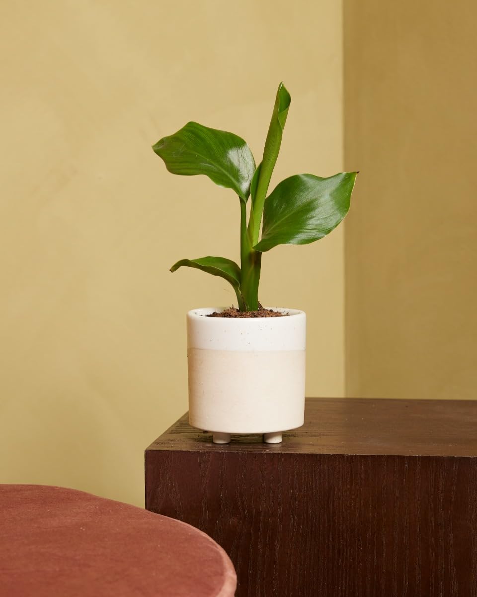 plnts-babyplnts-strelitzia-nicolai-zimmerpflanze-15cm image 5