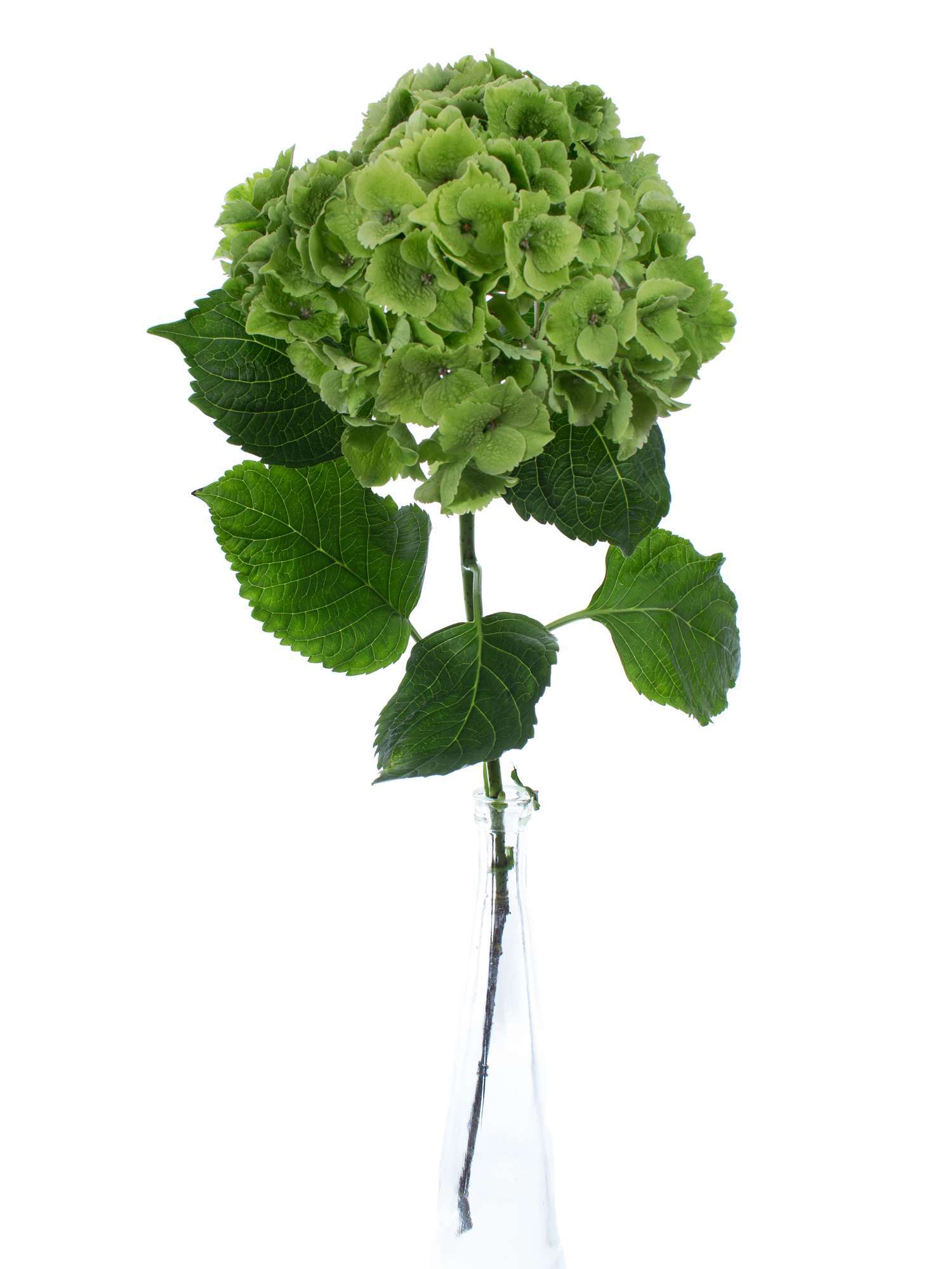 blumigo-emerald-green-classic-hortensie-gr-n-schnittblume image 2