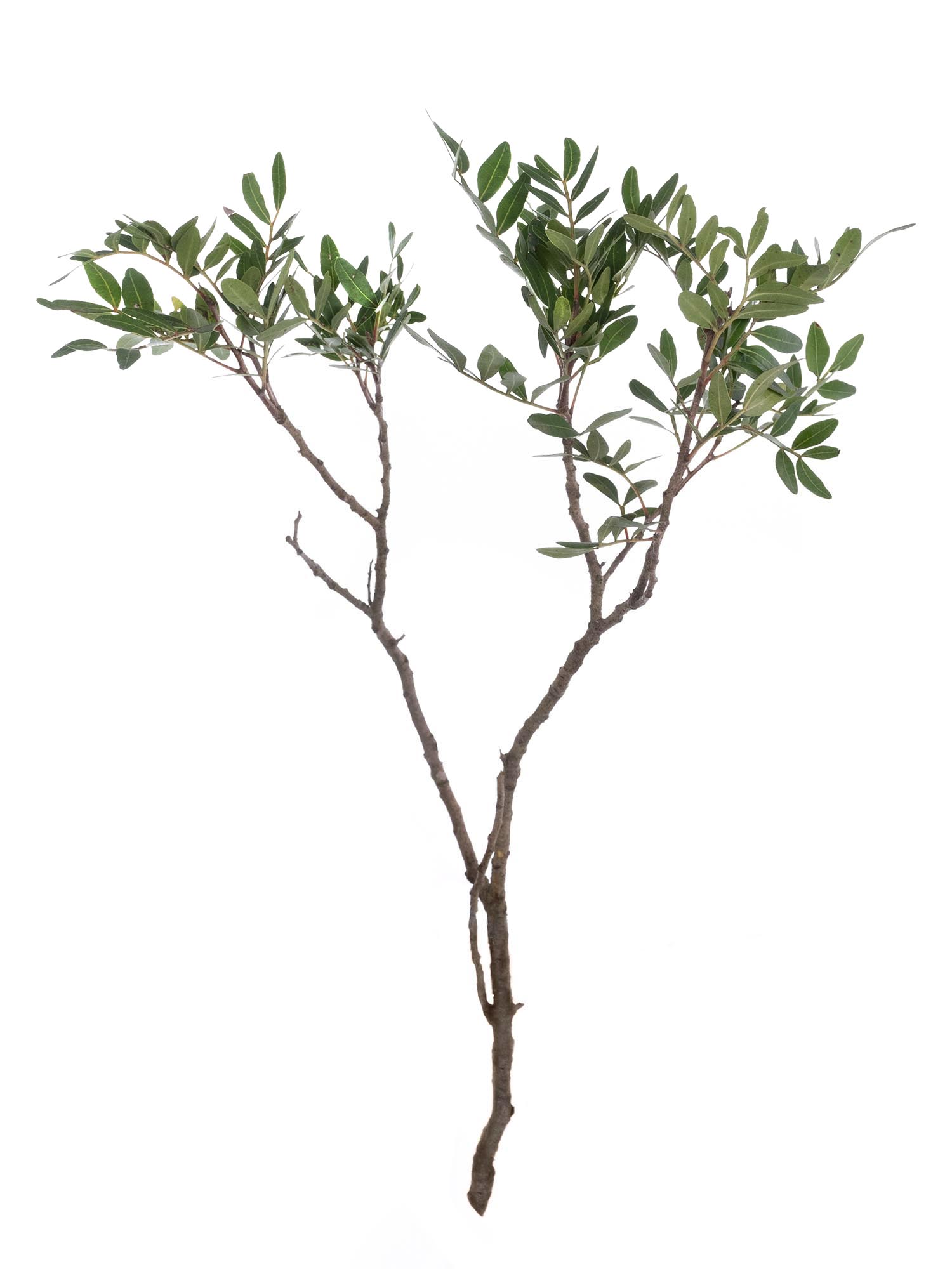 blumigo-exklusives-greenery-pistaziengr-n-schnittgr-n-beiwerk image 5