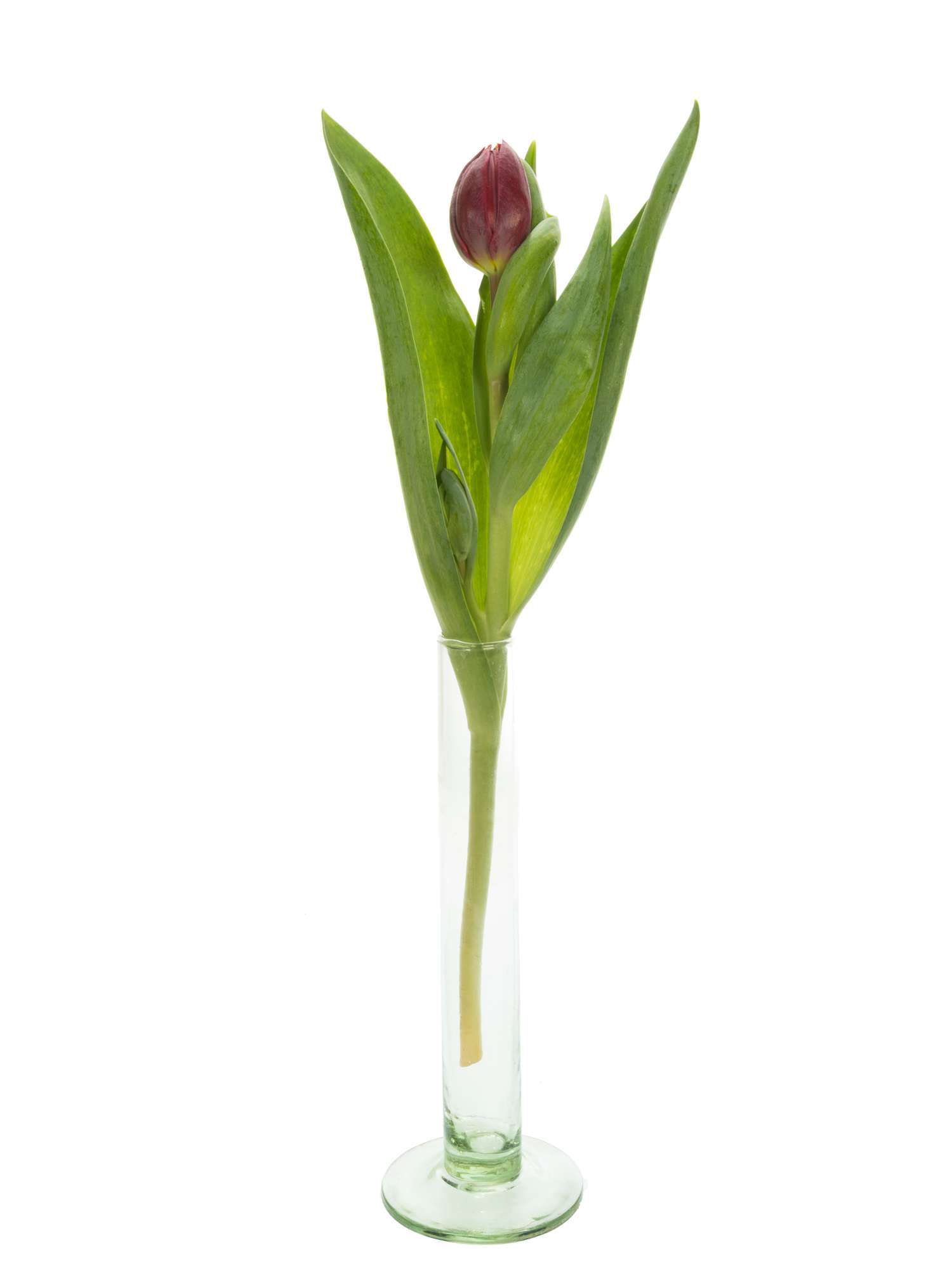 blumigo-tulpen-red-princess-gef-llte-schnittblume-rot image 3