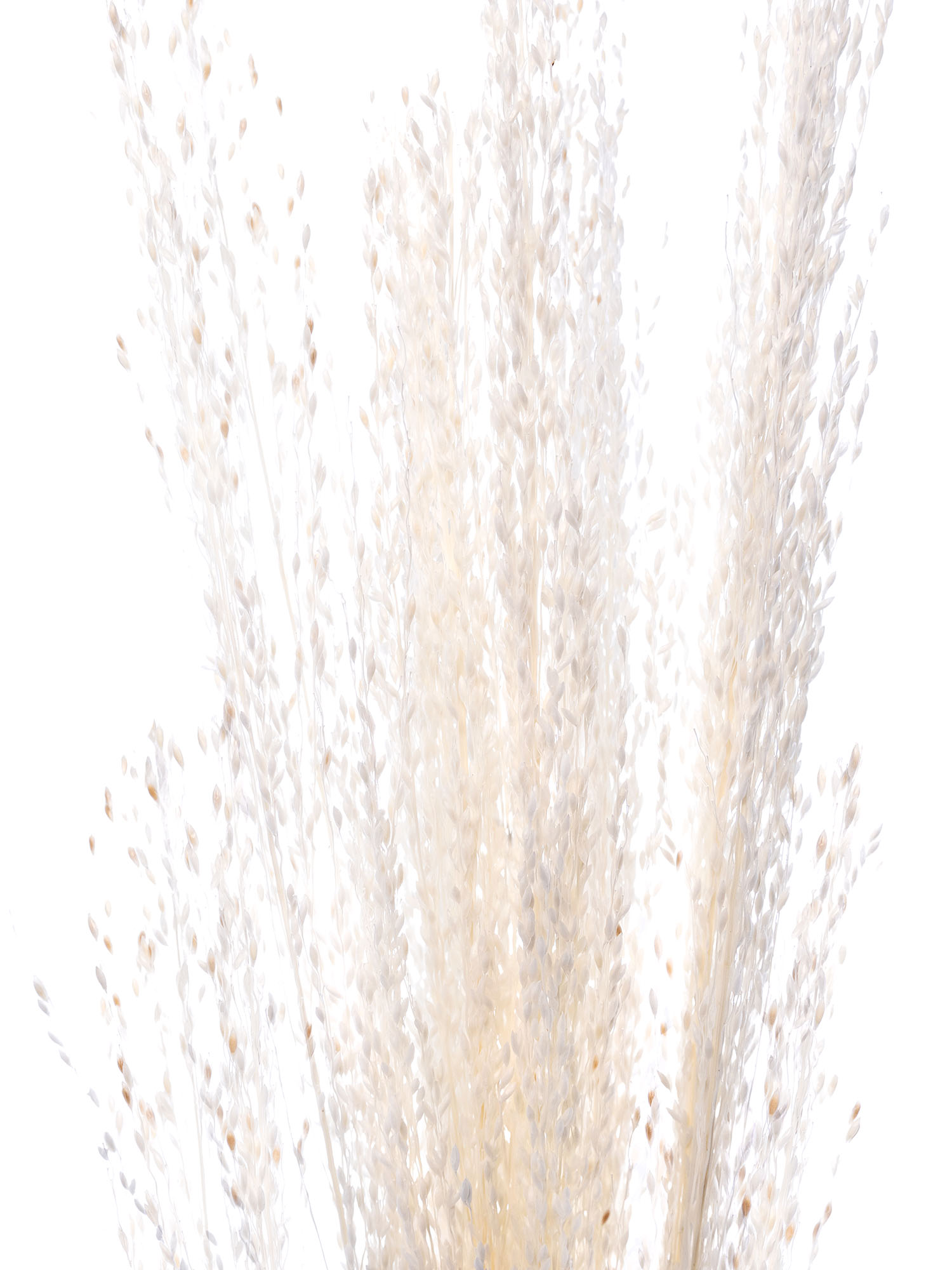 blumigo-trockenblumen-amazongras-getrocknet-wei-creme-gebleicht image 1