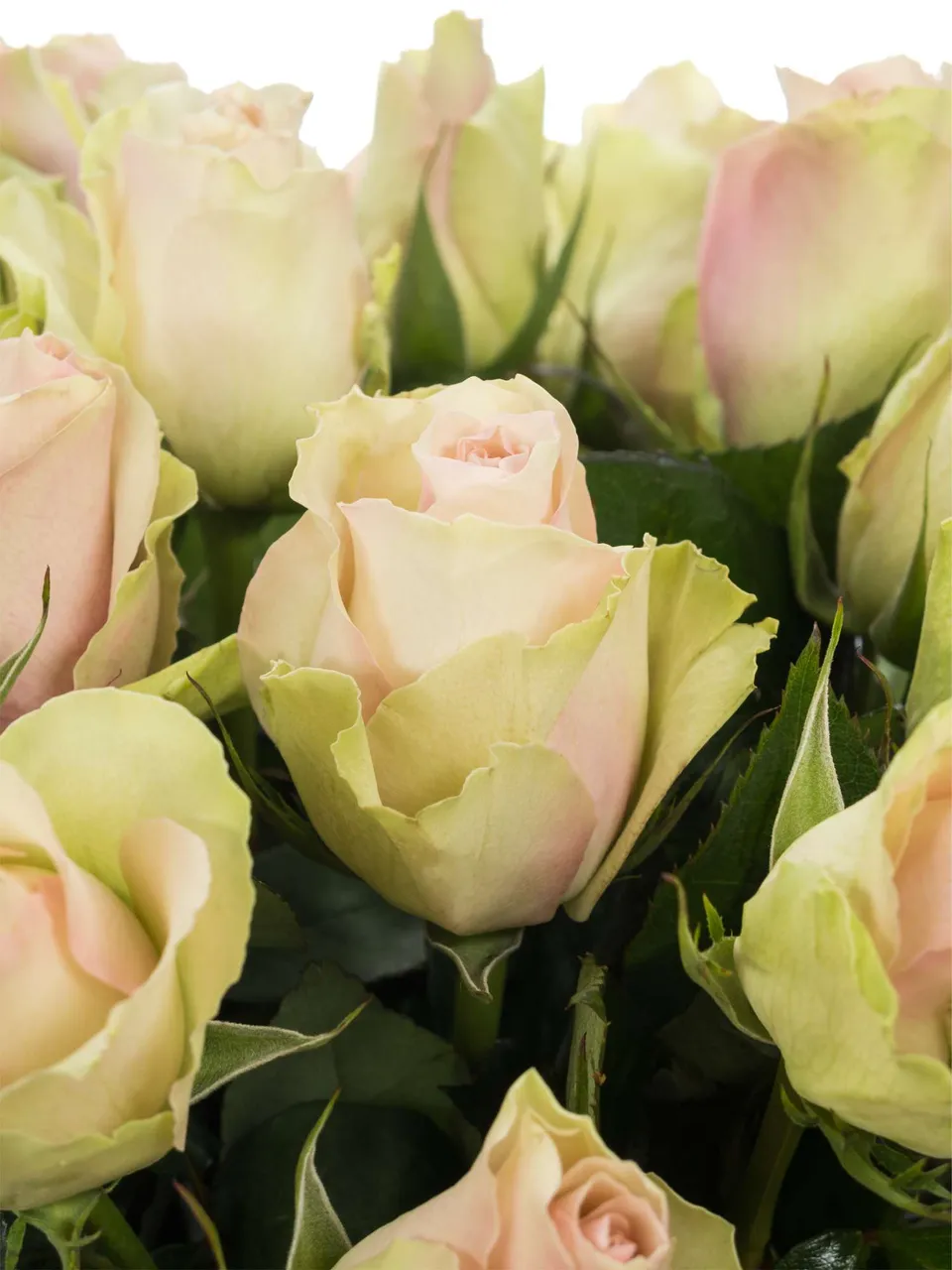 blumigo-rosen-la-belle-schnittrose-rosa image 1