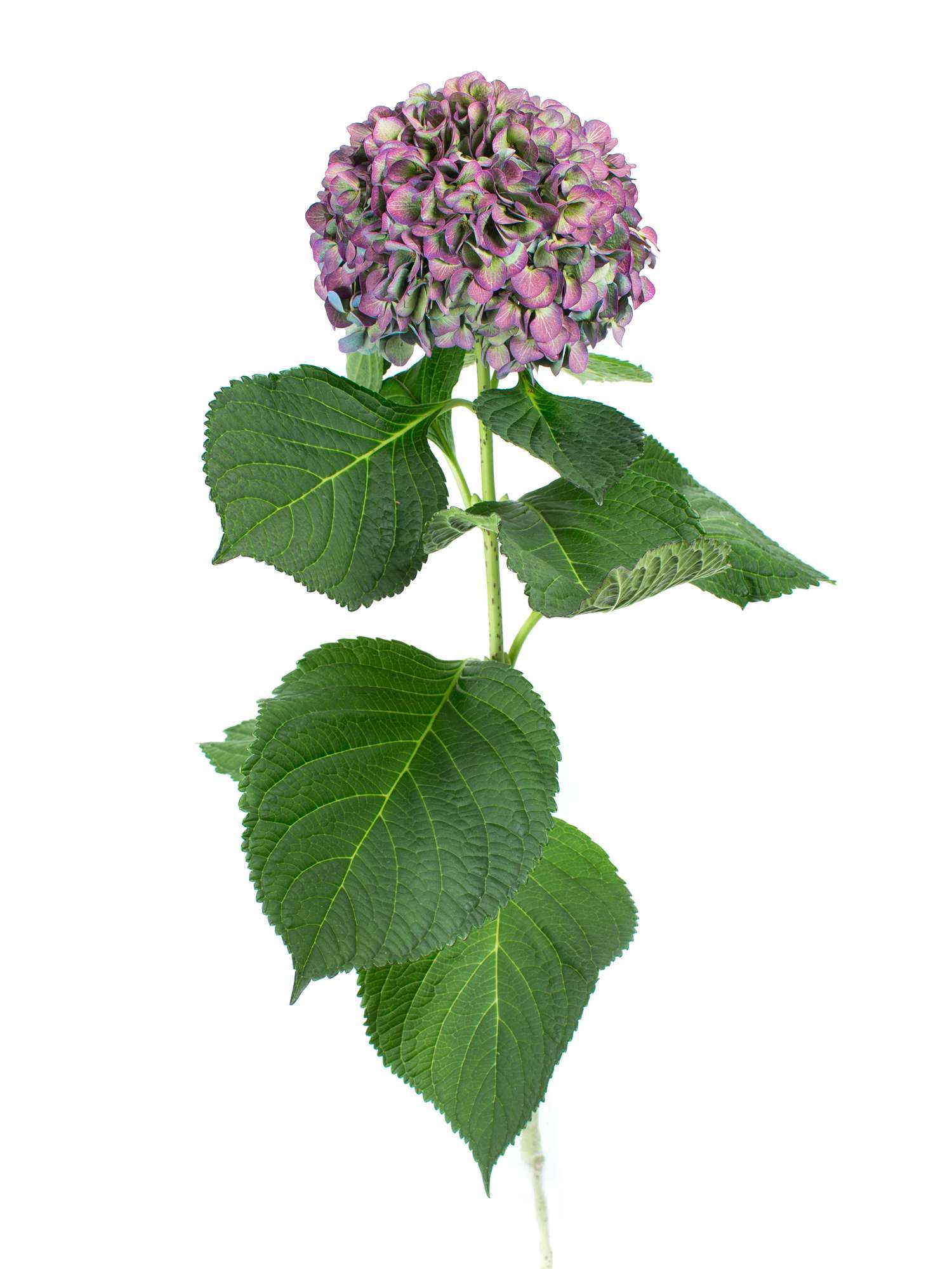 blumigo-hortensien-magical-elbtal-classic-schnittblume-aubergin image 3