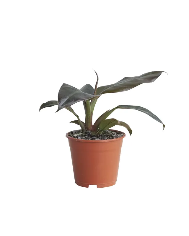 plnts-rareplnts-philodendron-imperial-red-zimmerpflanze-30-cm-rot image 1