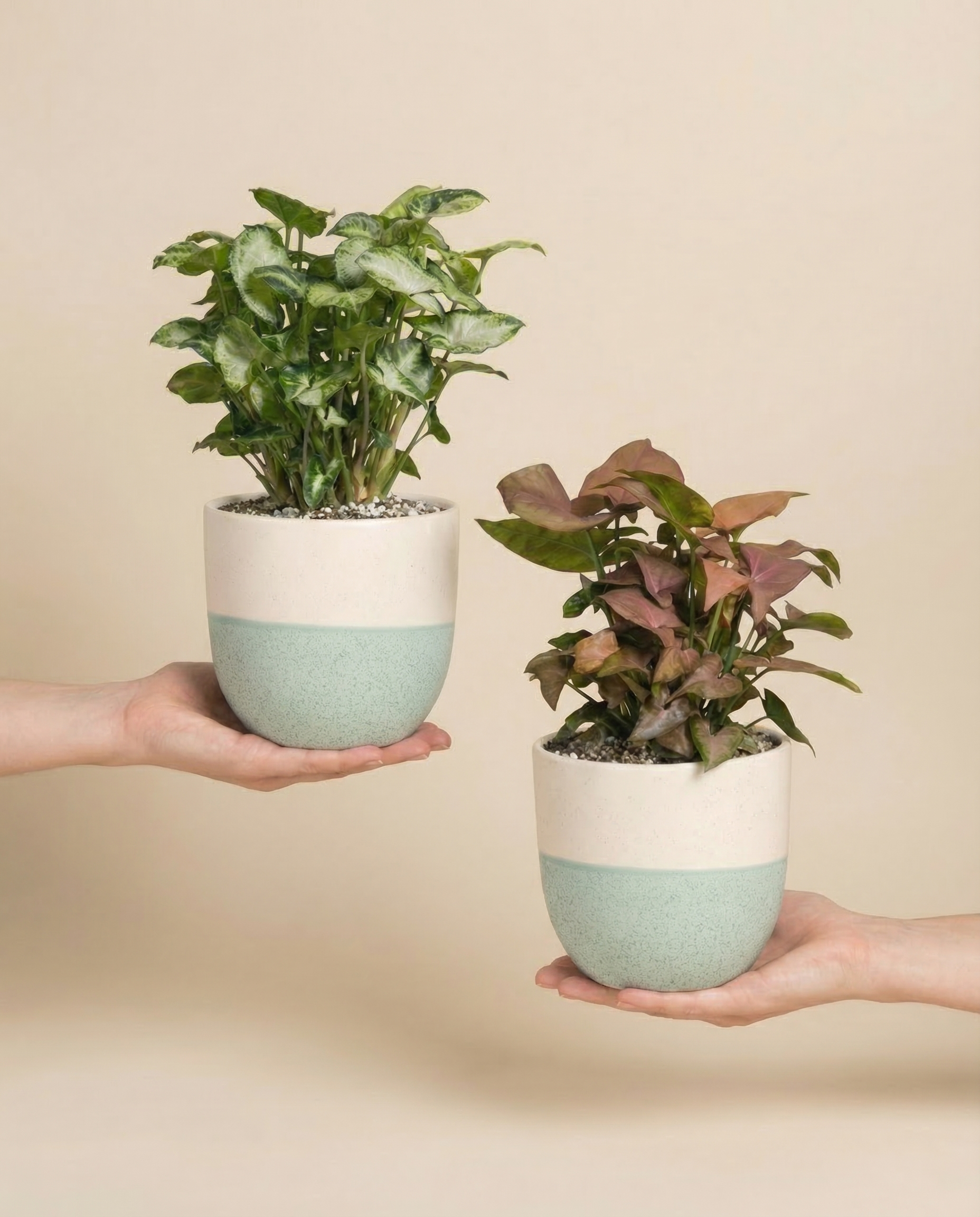 feey-variado-syngonium-duo-zimmerpflanzen-2er-set-ohne-bertopf image 1