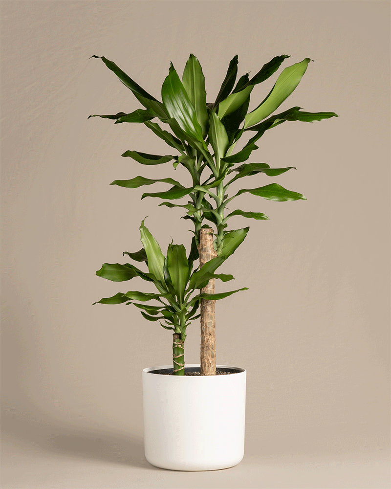feey-variado-drachenbaum-zimmerpflanze-gro-ohne-bertopf-70cm image 5