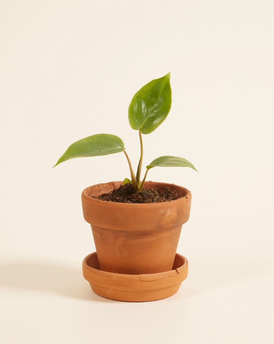 plnts-baby-philodendron-burle-marx-zimmerpflanze-10-cm-pflegeleicht image 2
