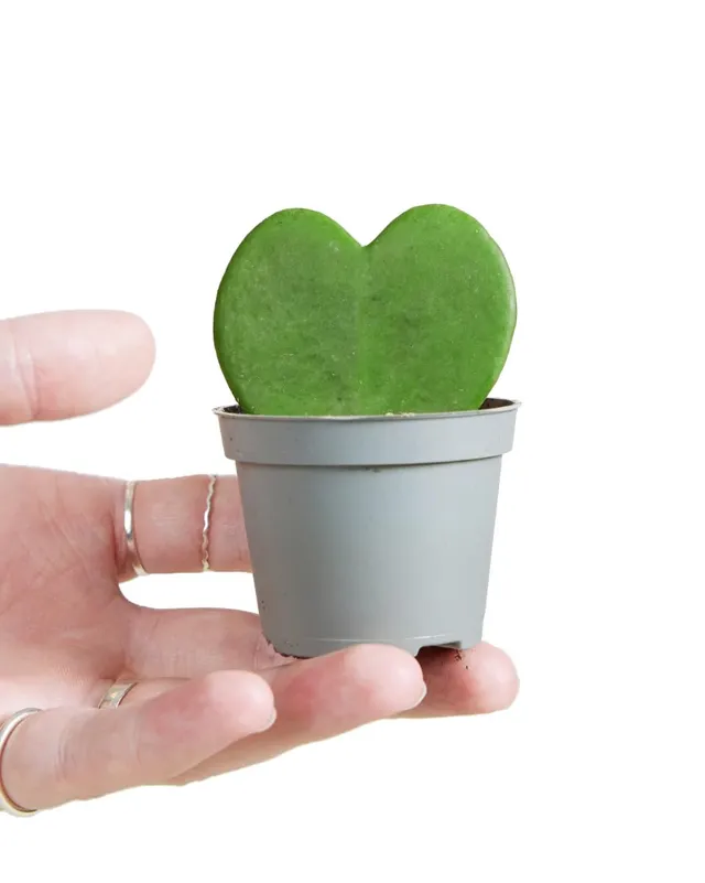 plnts-babyplnts-hoya-kerrii-zimmerpflanze-10cm image 1