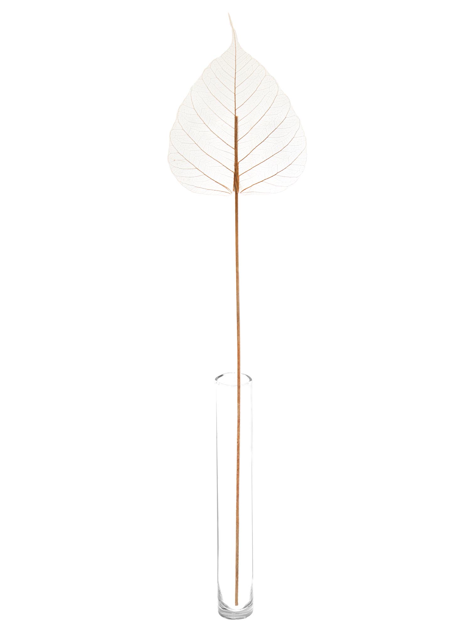 blumigo-trockenblumen-skelletierte-bl-tter-getrocknet-creme-braun image 3