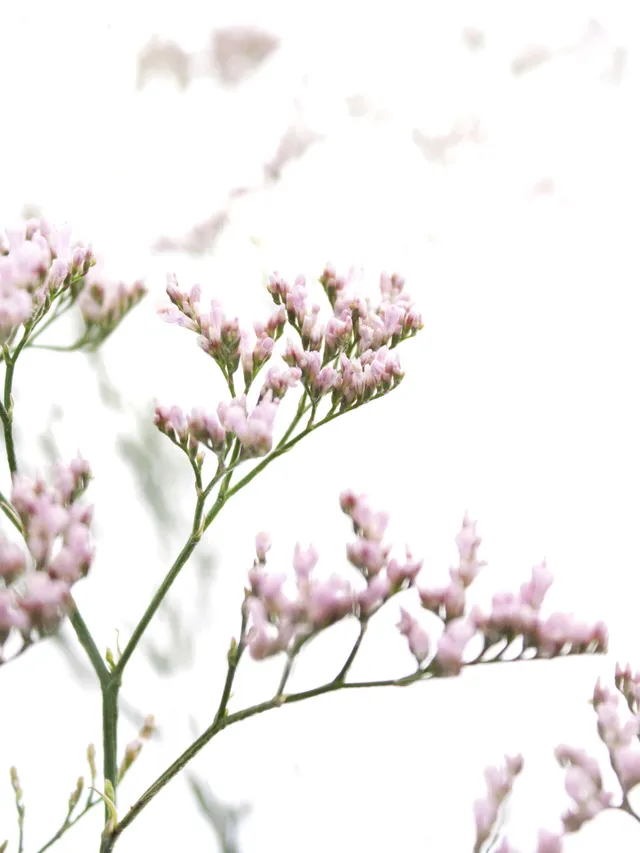 blumigo-strandflieder-pink-emile-schnittblumen-rosa-statice image 1