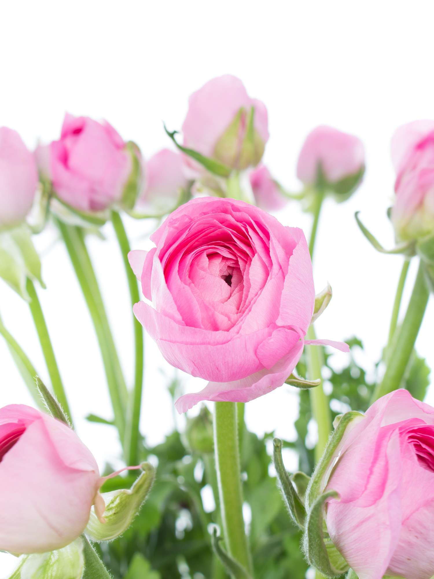 blumigo-ranunkeln-pink-rosa-frische-schnittblumen image 1
