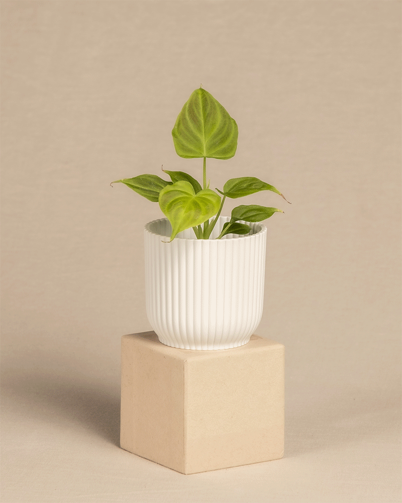 feey-variado-philodendron-verrucosum-babypflanze-6cm image 6