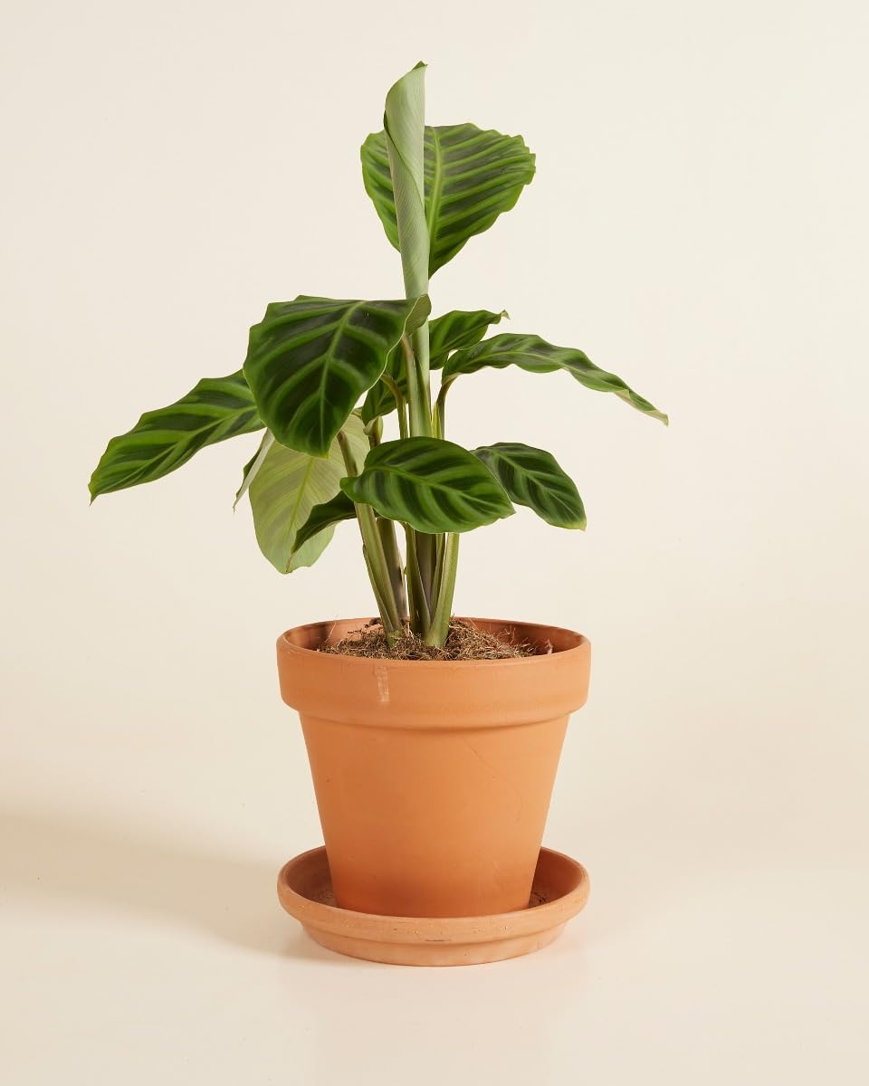 plnts-rareplnts-calathea-zebrina-zimmerpflanze-12cm-35cm-luftreinigend image 3